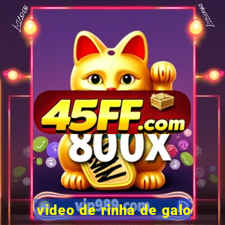 video de rinha de galo